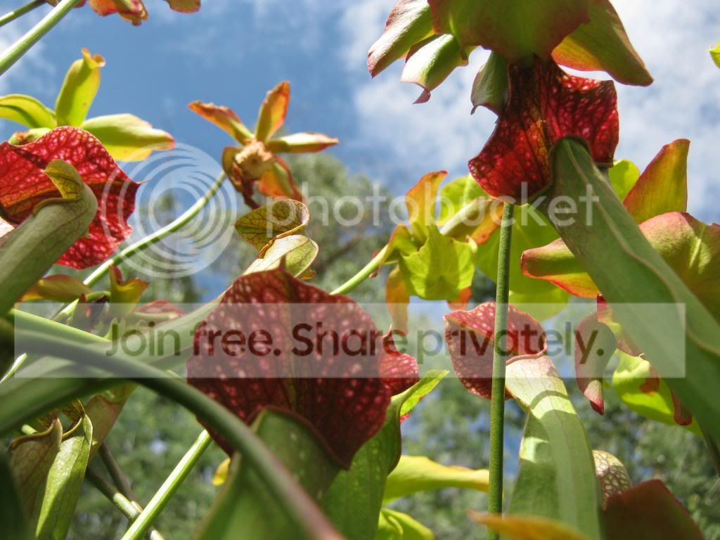 IMG_0019-1_zpse605c31e.jpg