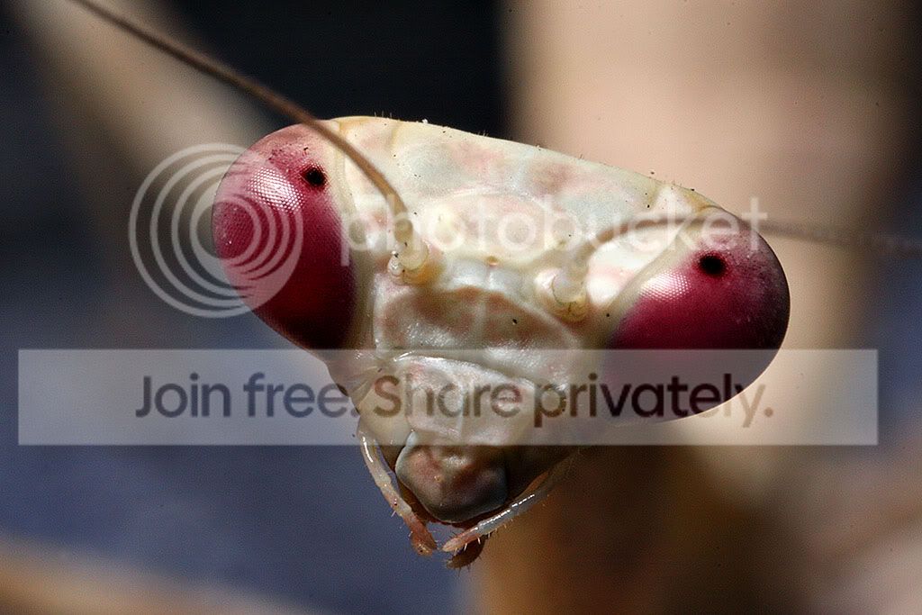 mantis2.jpg