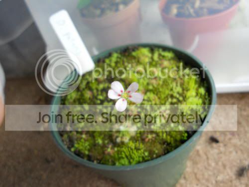 Dpygmy_3-28-11.jpg