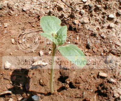 DevilClawSeedlings.jpg