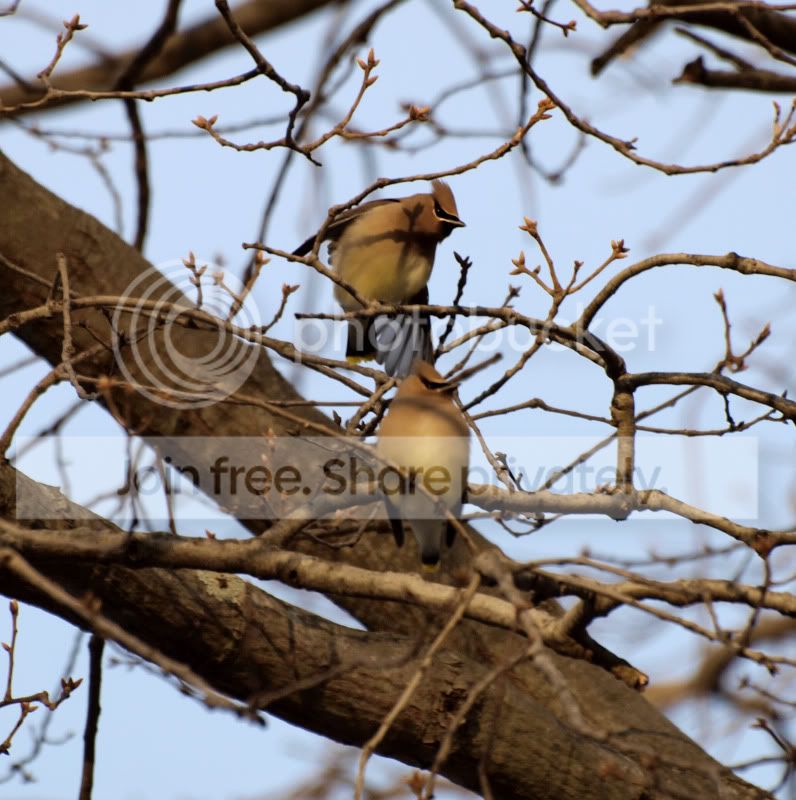 waxwings.jpg