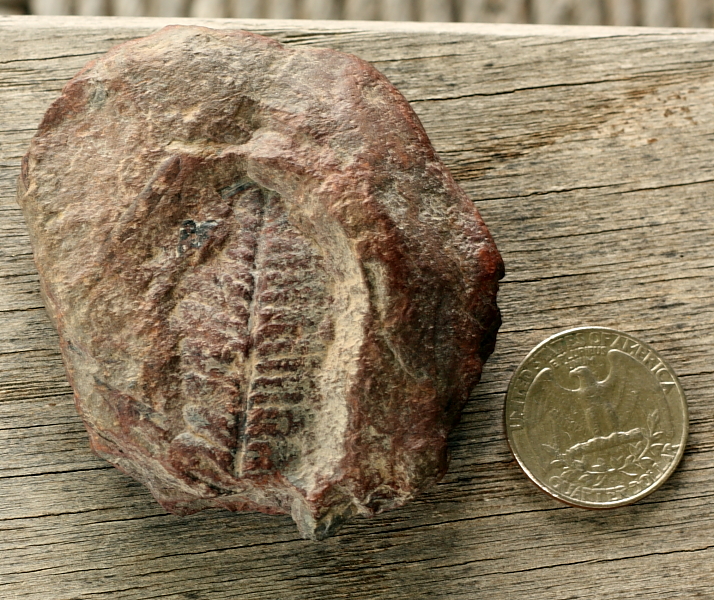 myfossil.JPG