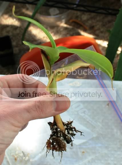 sangorangecuttingroots2.jpg