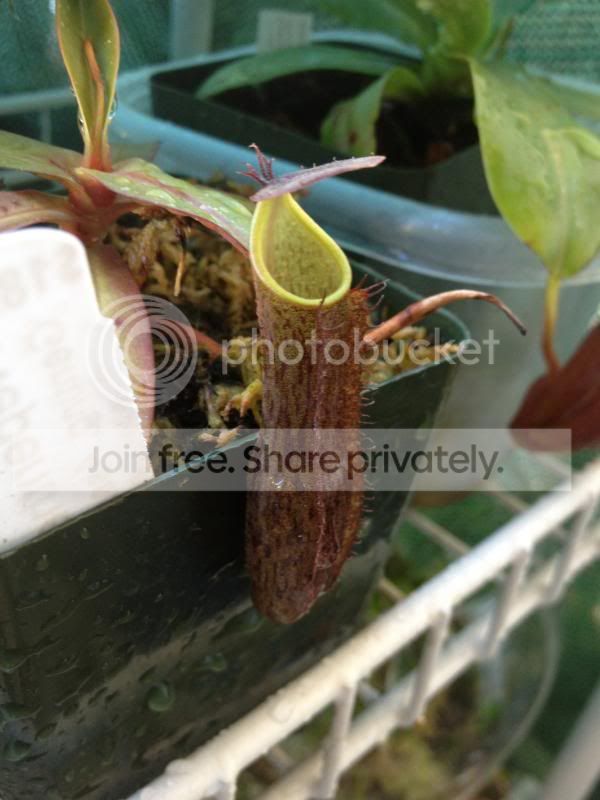IMG_3040_zps98a47dcd.jpg