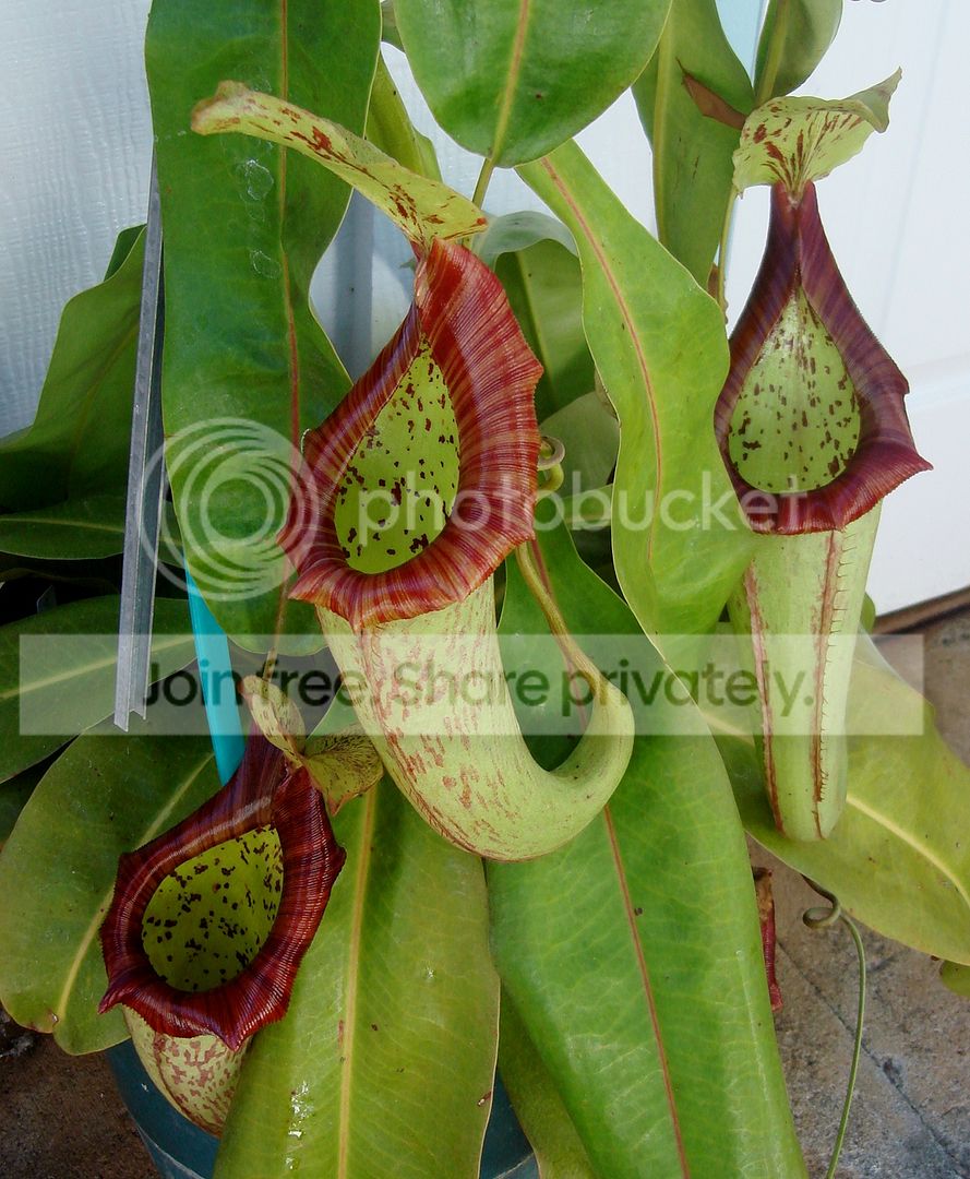 DSC09018.jpg