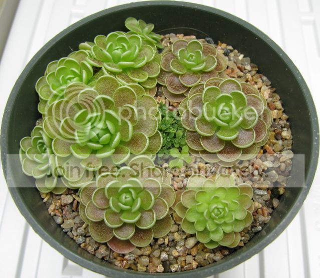 IMG_2292-P-esseriana-Giant-leaf-pull-results.jpg
