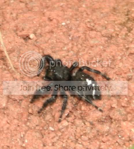 spiderbite.jpg