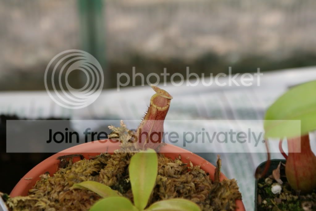 pitcherplants004.jpg