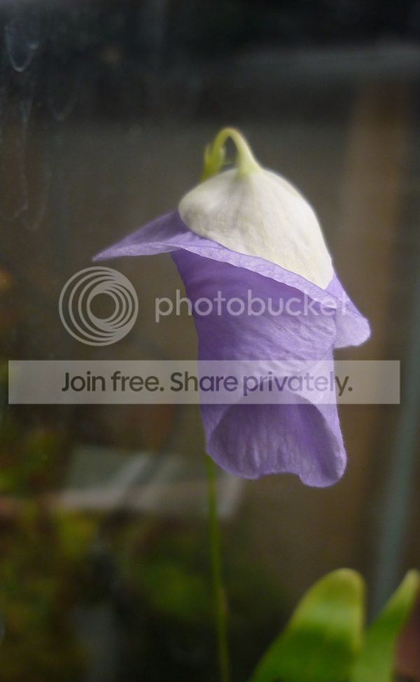 Uendresiiflower-thruglass012813_zps86e16bd8.jpg