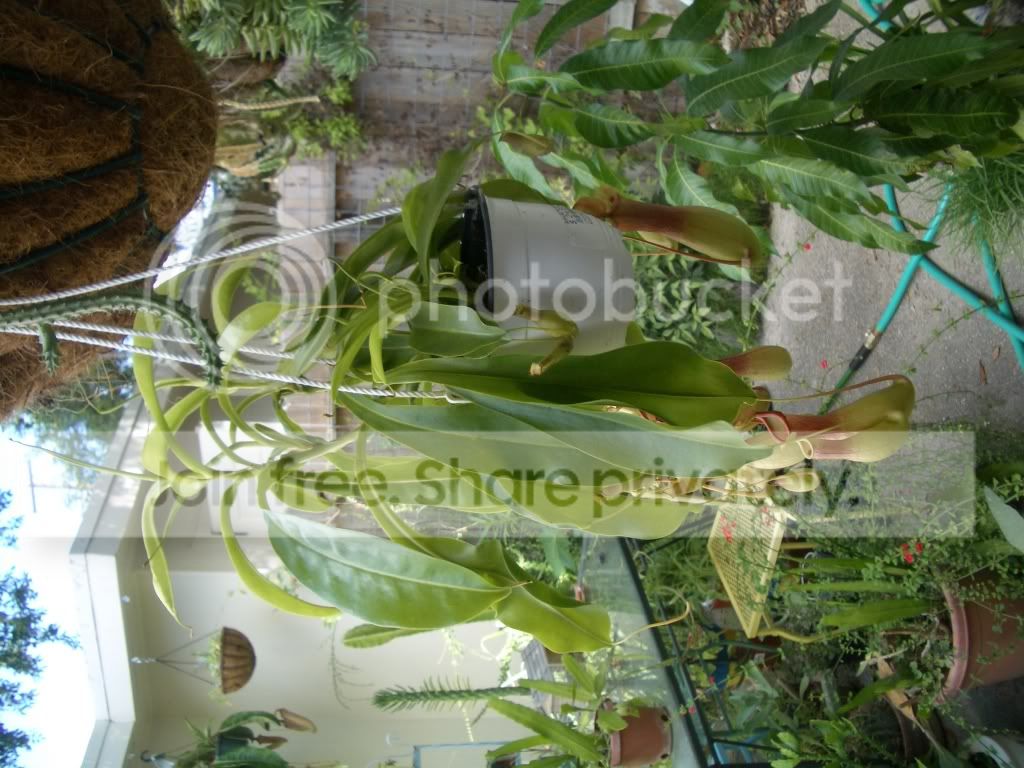 smallnepenthes.jpg