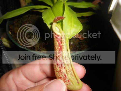 Nmirabilis_6-15-11.jpg