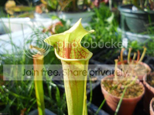 SoreoXleah_9-13-11.jpg