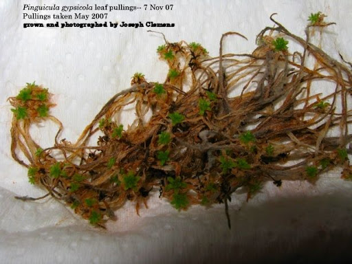 P_gypsicola_7Nov07-016.jpg