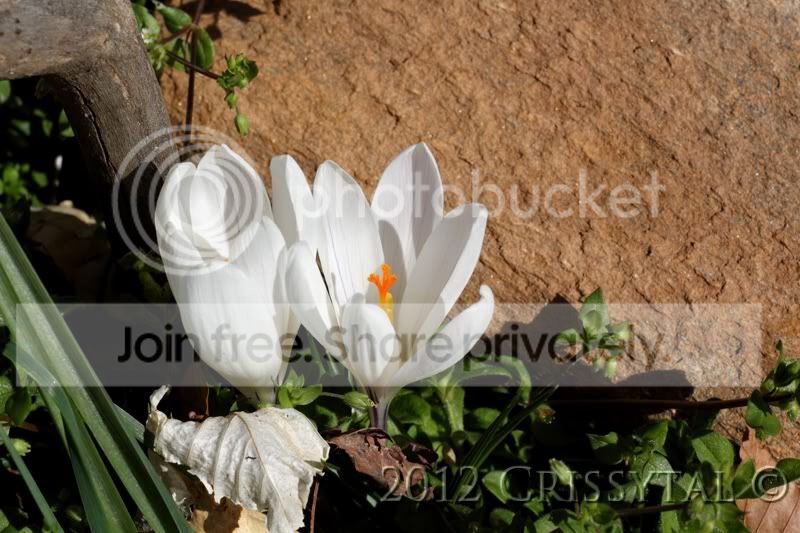 white-crocus-helios.jpg