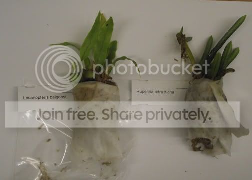 DSCF2451.jpg