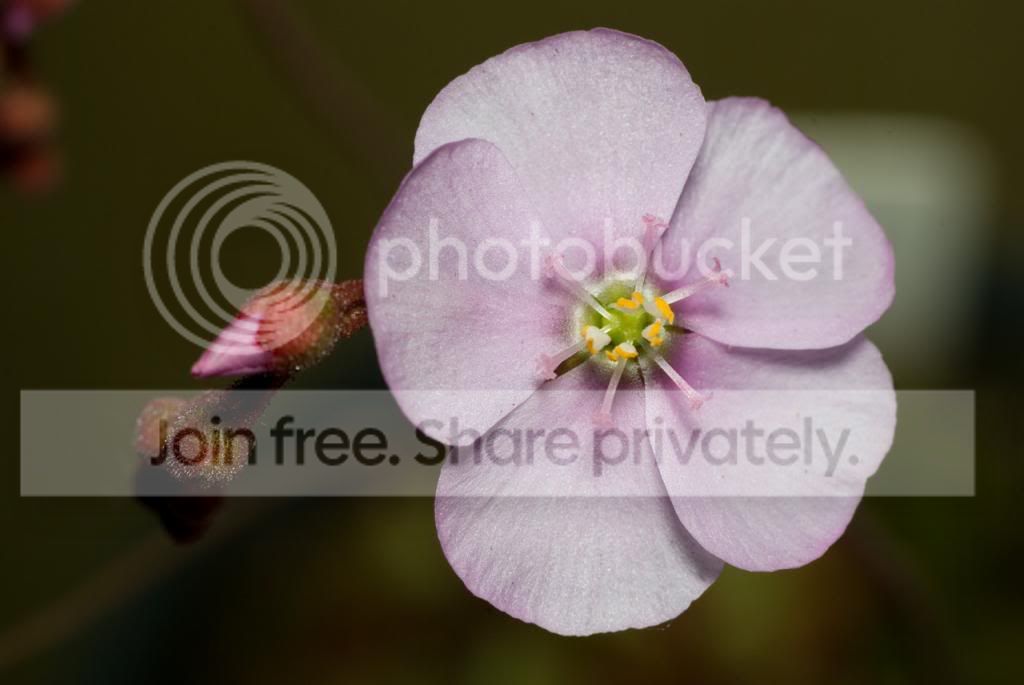 IMGP7920_zpsa0d3f776.jpg