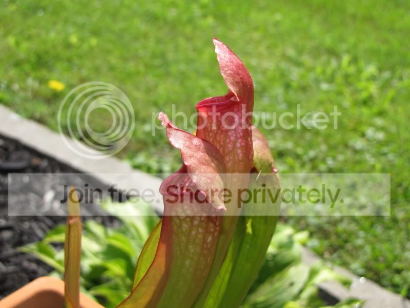 CopyofIMG_5778.jpg