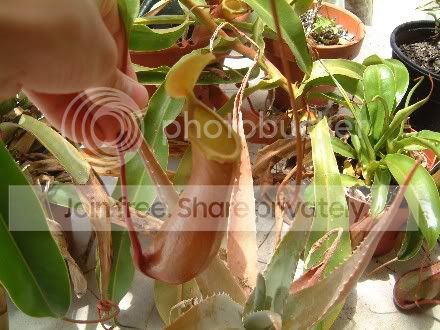WebDSCF0046.jpg
