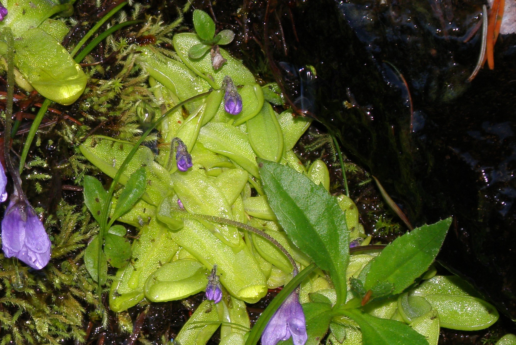 P6198178_Copy.jpg