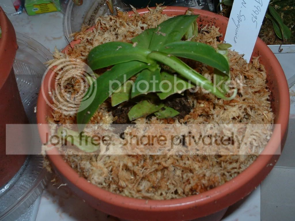 NepenthesSanguinea2-9-09.jpg