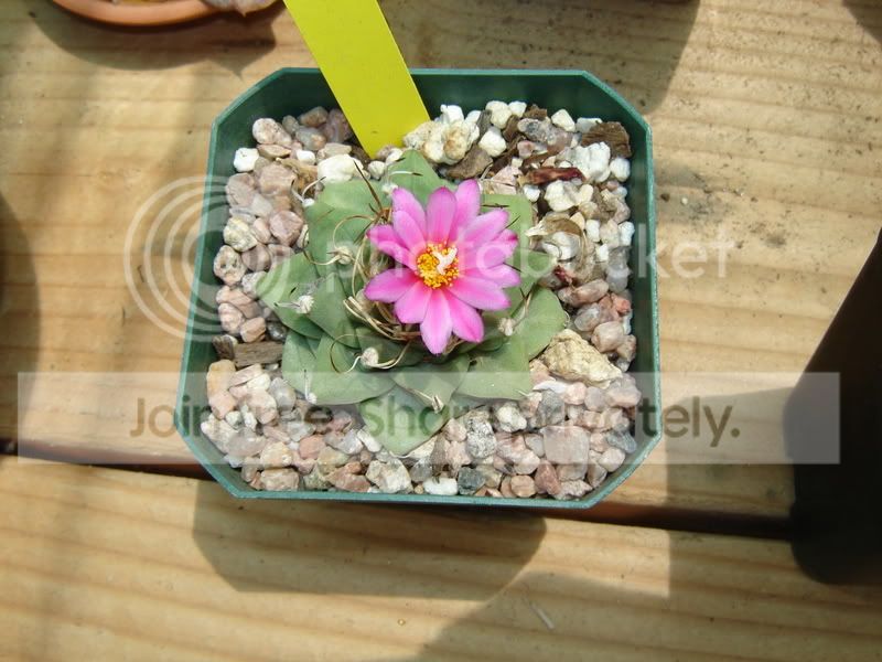 Greenhouse001.jpg