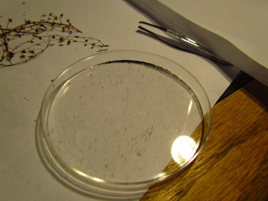 hartmeyerorum_seeds_by_gemstatecarnivore-d4f87dx.jpg