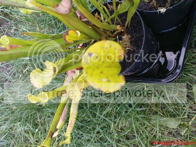 sarracenia040.jpg