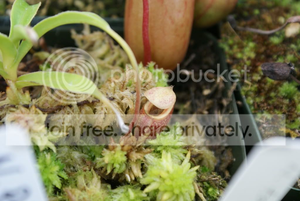 pitcherplants001.jpg