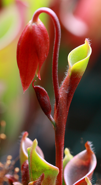 pulchella_chimantensis.jpg