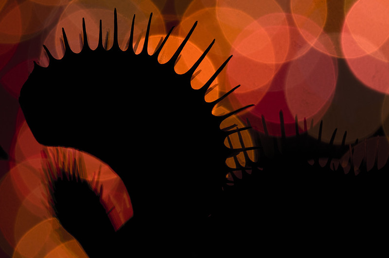 7702117942_a76643ace4_c.jpg