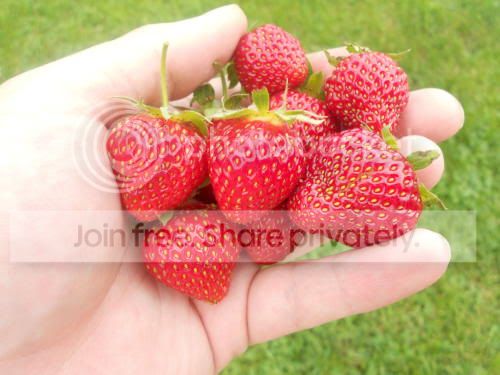 strawberries_6-9-11.jpg