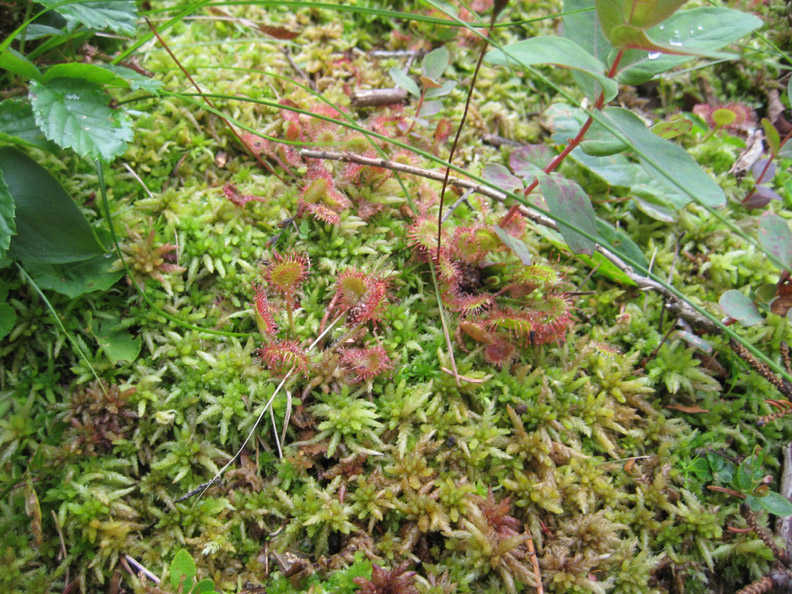 sundew4.jpg