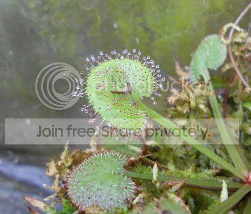 Dprolifera_1-24-12.jpg