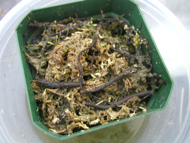 regia8_20062.JPG