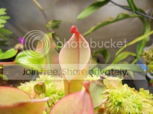 HnutansXglabra_10-27-11.jpg