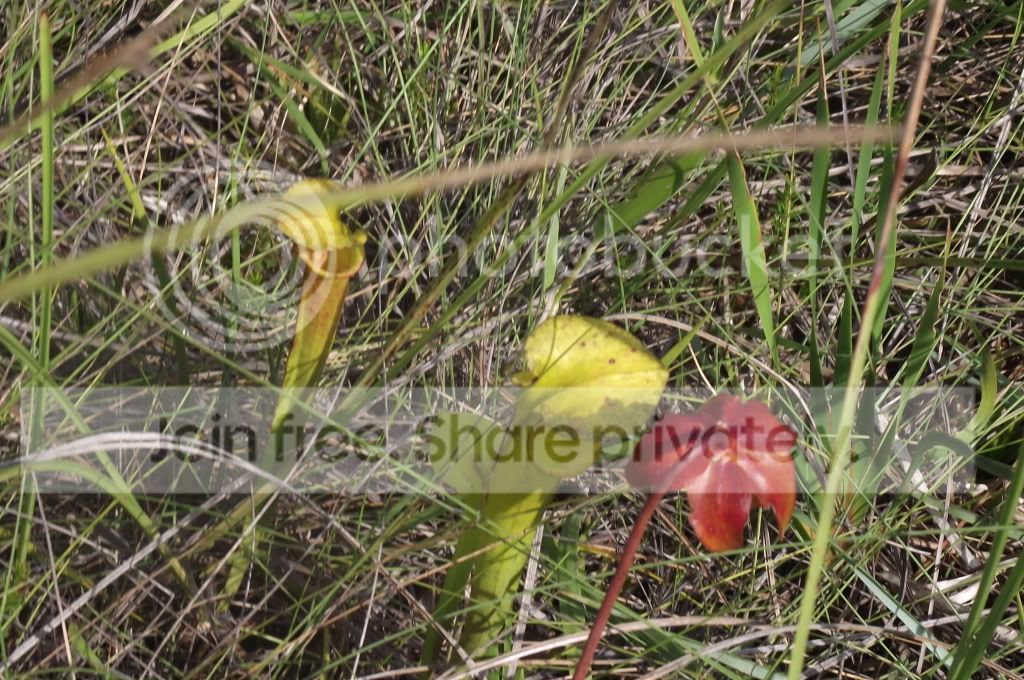 DSCF8587.jpg