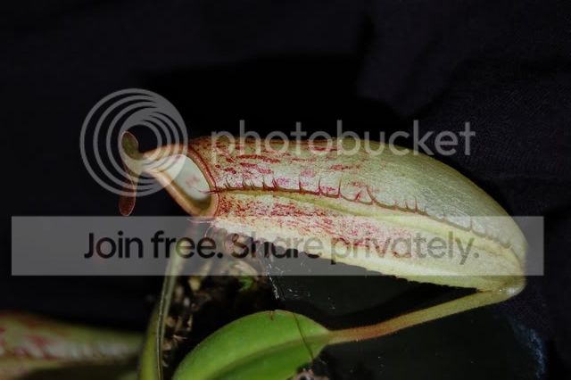 DSC_0049.jpg