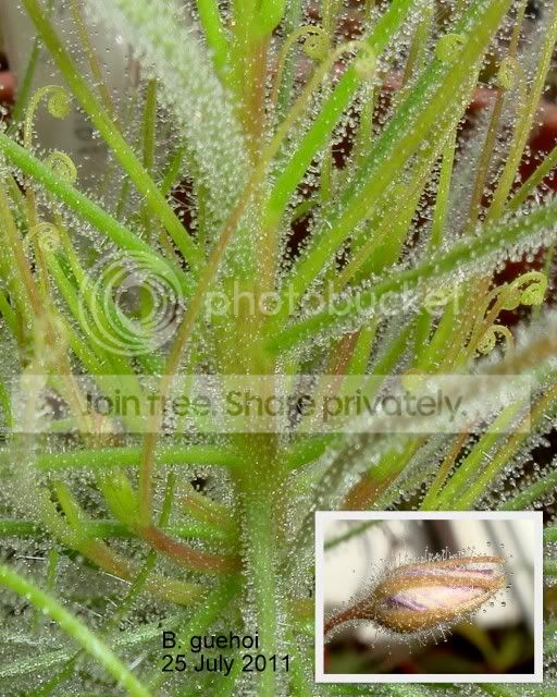 byblis_guehoi_flower_branching1.jpg