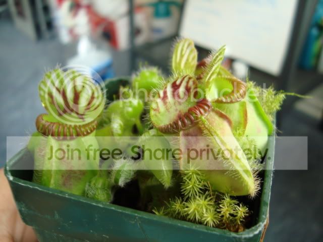 DSC00204.jpg