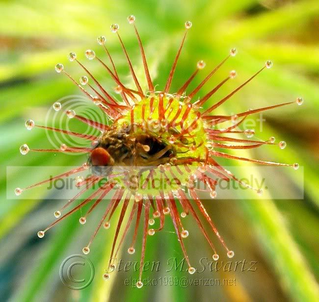 macro-CP-feeding-frenzy-019.jpg
