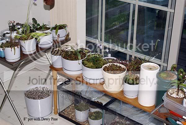 dewy_pot.jpg