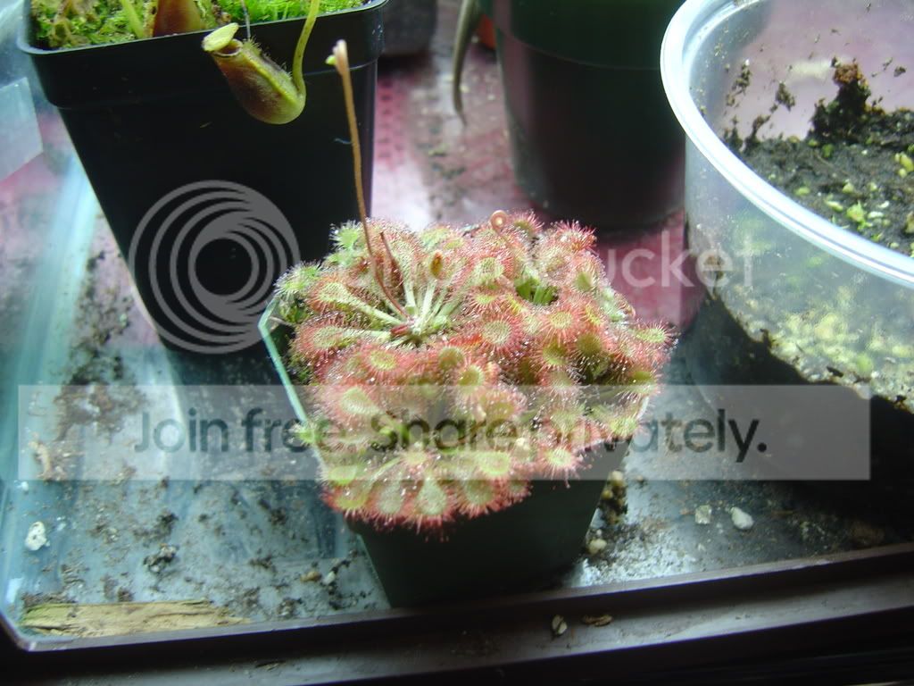 SpatulataandTokaiensis001.jpg