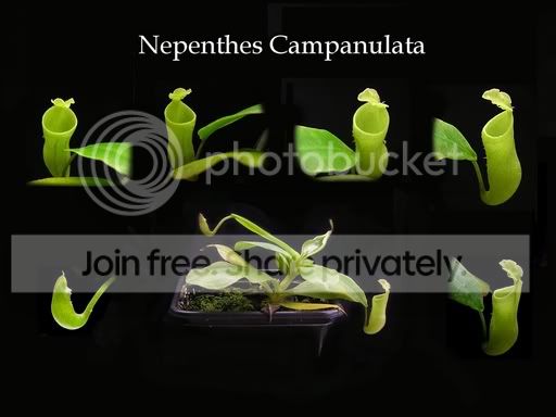 campanulata_montage.jpg