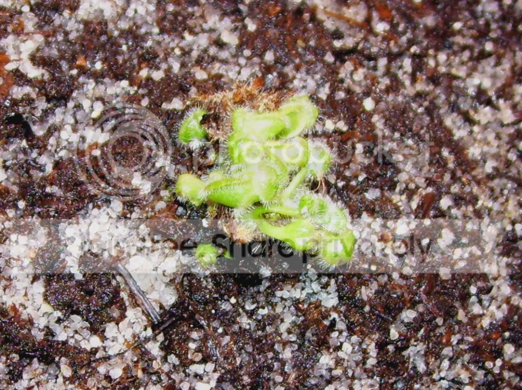 100_6071.jpg
