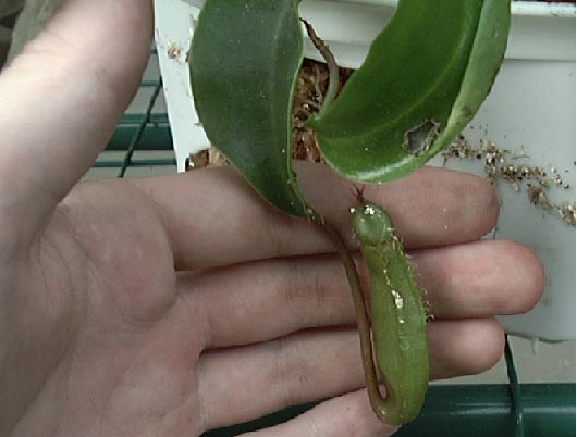 nepenthes2.jpg