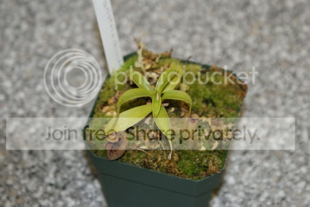 Nepenthes009-2.jpg