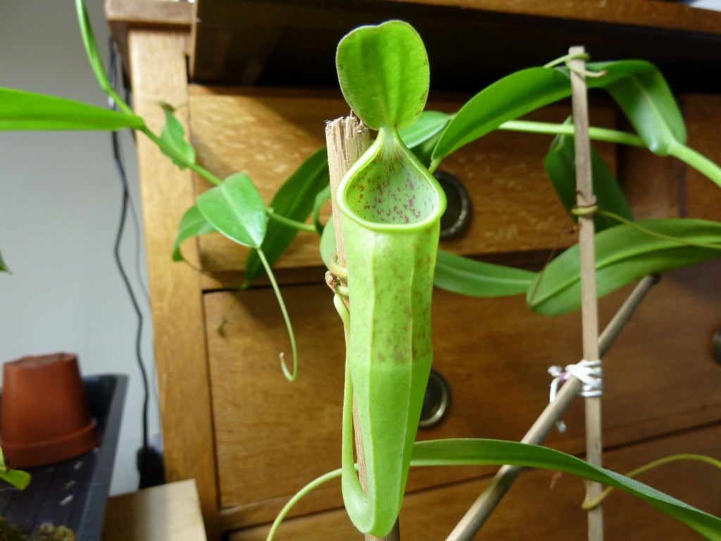 plants10032012018.jpg
