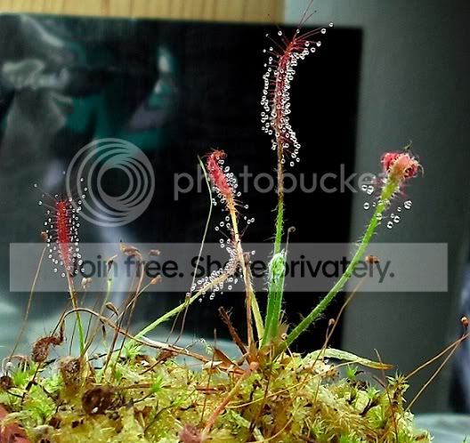 DSCF0023-4.jpg