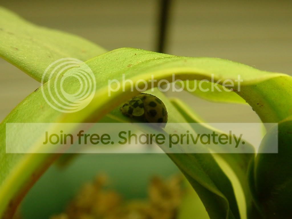 Plants010.jpg