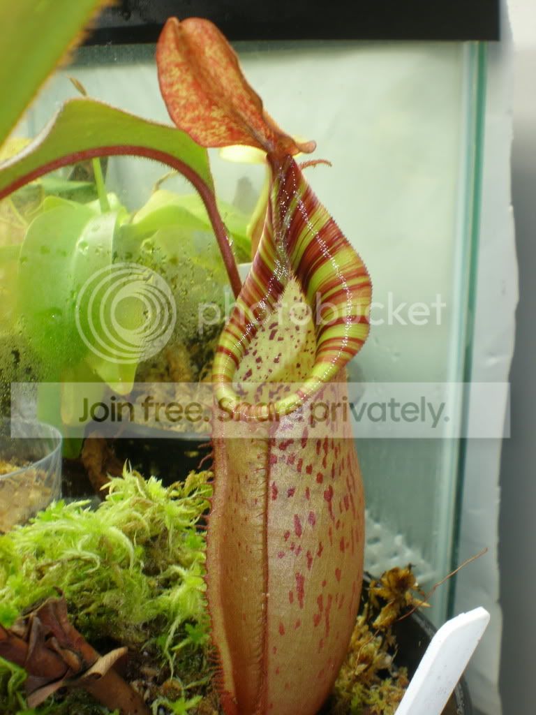 SpecxVeitchiiNewPitcher.jpg